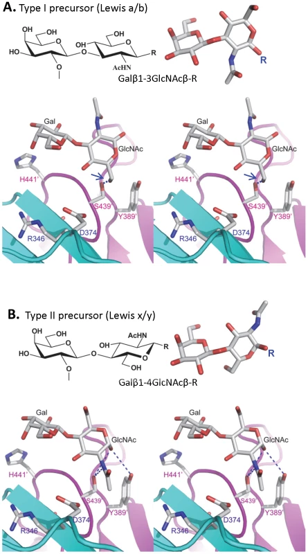 The structures of the type I and type II disaccharide precursors of HBGAs and their possible steric locations interacting with the VA207 P dimer.