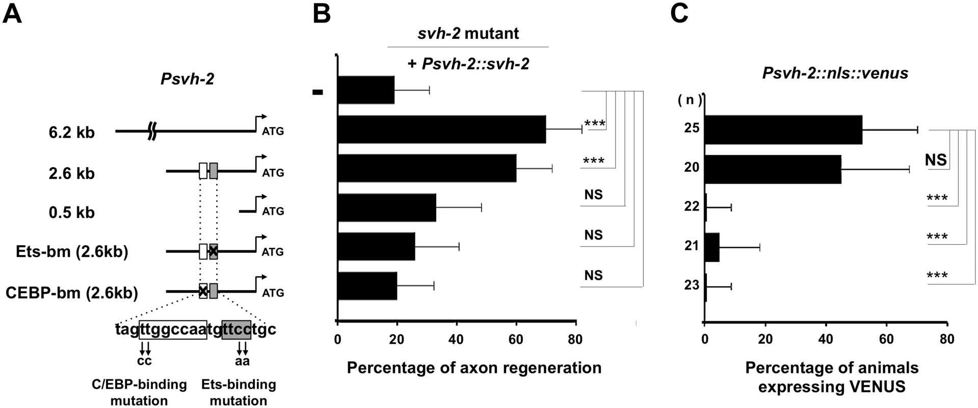 Promoter analysis of the <i>svh-2</i> gene.