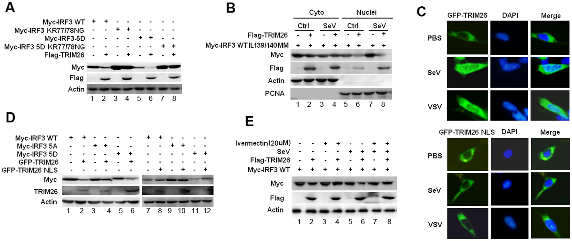 Nuclear translocation promotes TRIM26-mediated IRF3 degradation.