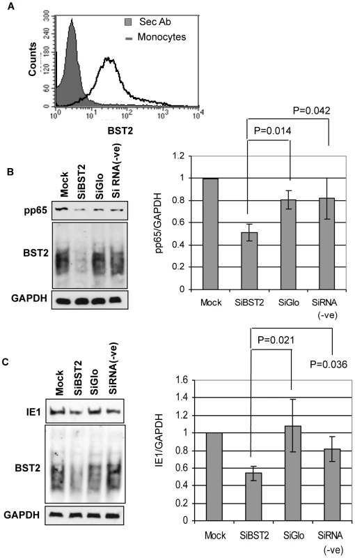 BST2 facilitates HCMV entry into primary human monocytes.
