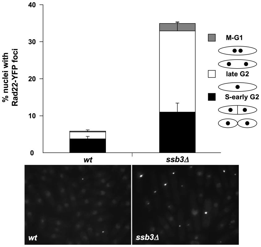 Increased Rad22 DNA repair foci in <i>ssb3Δ</i> cells.