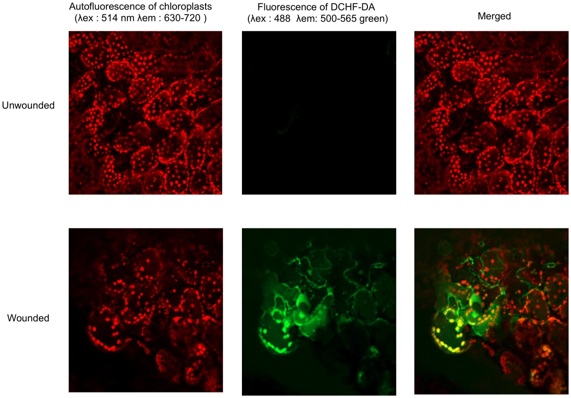 Subcellular localization of ROS at wounded sites in <i>A. thaliana</i> leaves.