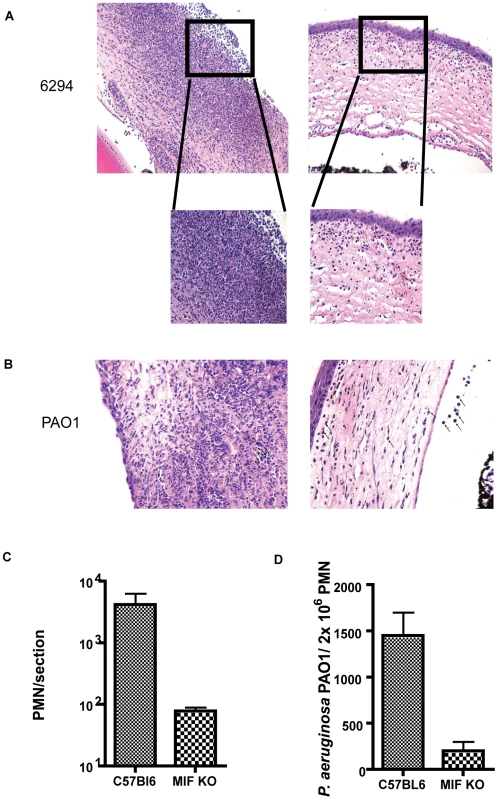 Histological examination of mouse corneas inoculated with <i>P. aeruginosa</i> 6294 or PAO1 at 48 h post-challenge.