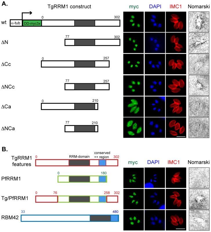 Structure-function characterization of TgRRM1.