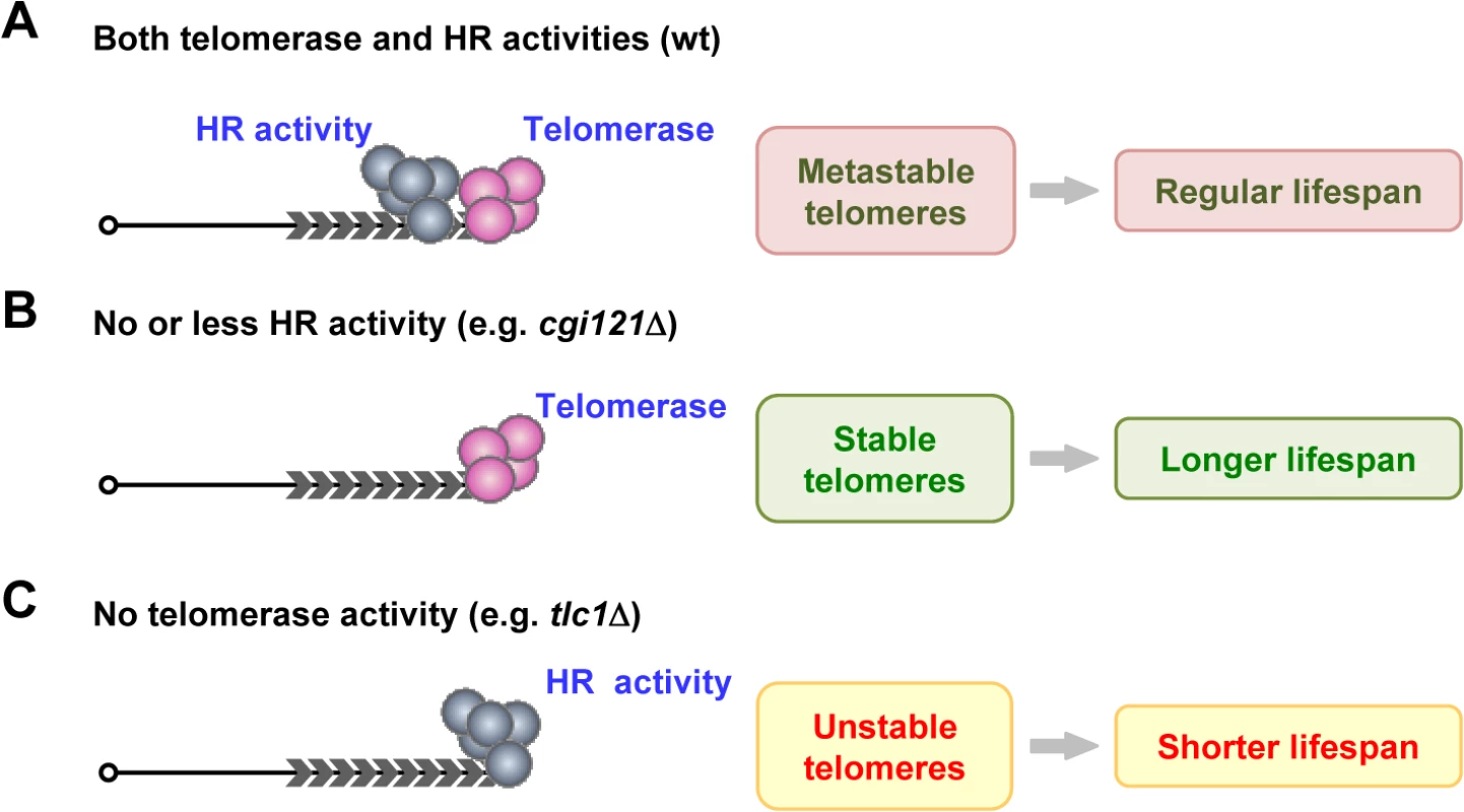 A model of telomere recombination on aging regulation.