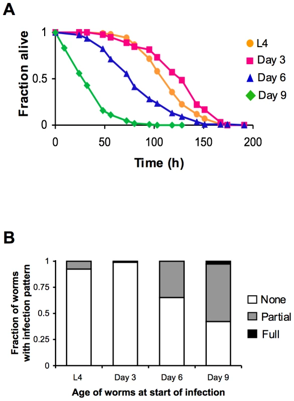 Increased susceptibility of <i>C. elegans</i> to lethal infection with aging.