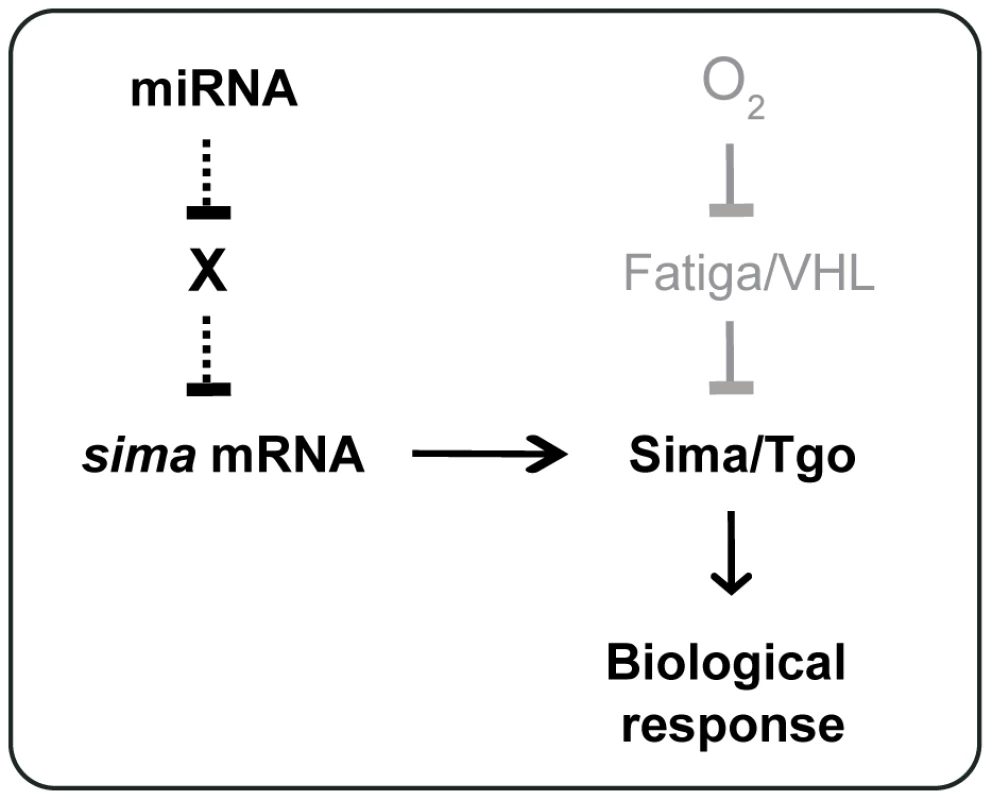 Model for <i>sima</i> regulation by the miRNA machinery.