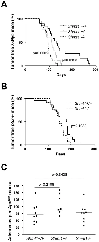<i>Shmt1</i> loss accelerates lymphomagenesis in λ-<i>Myc</i> transgenic mice.