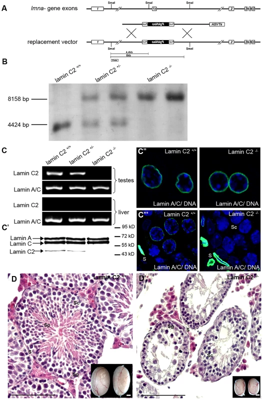 Generation and characterization of a lamin C2-deficient mouse line.