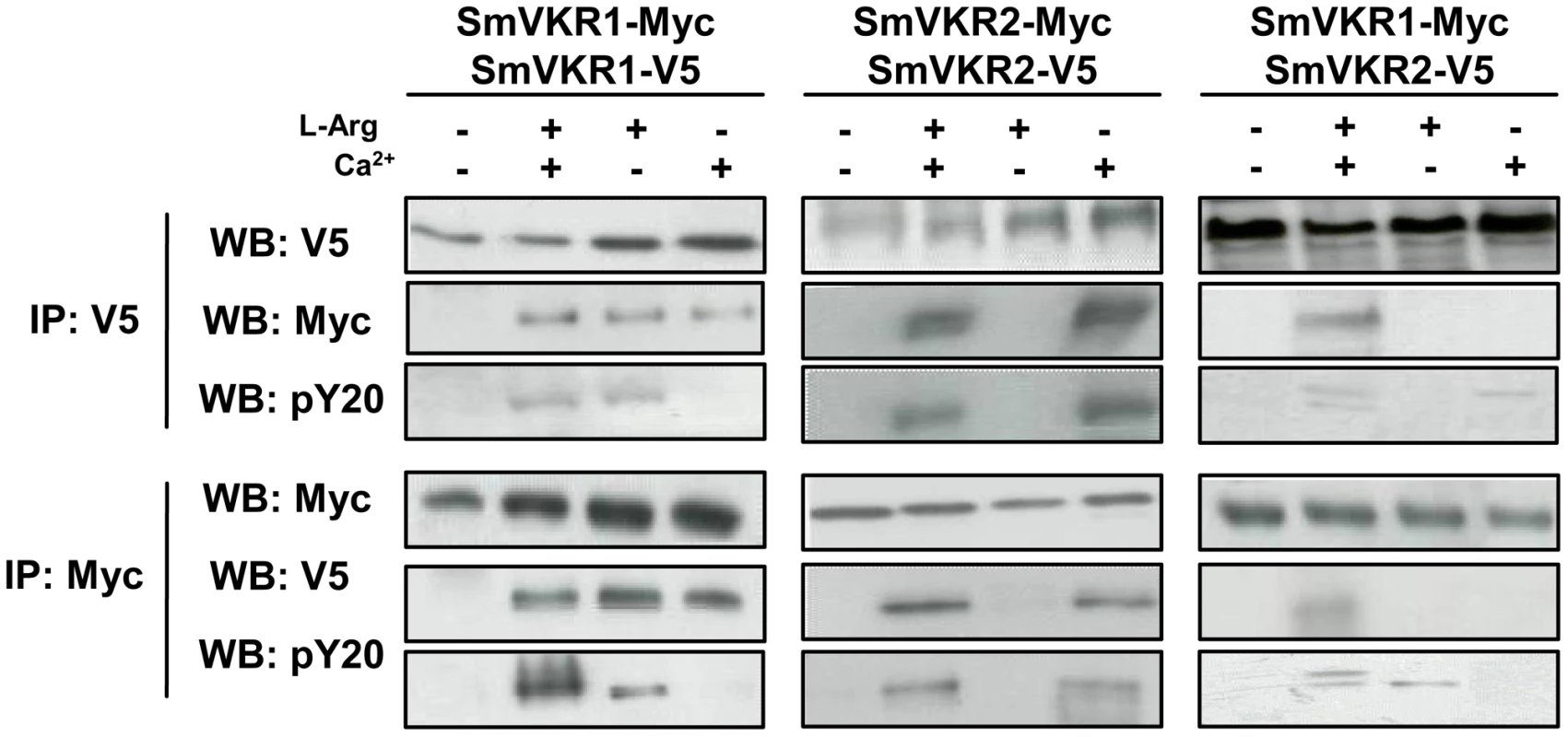 Homo- and hetero-dimerisation of SmVKR. Requirement of Ca<sup>2+</sup> and/or L-Arg for receptor dimerisation and kinase activation.