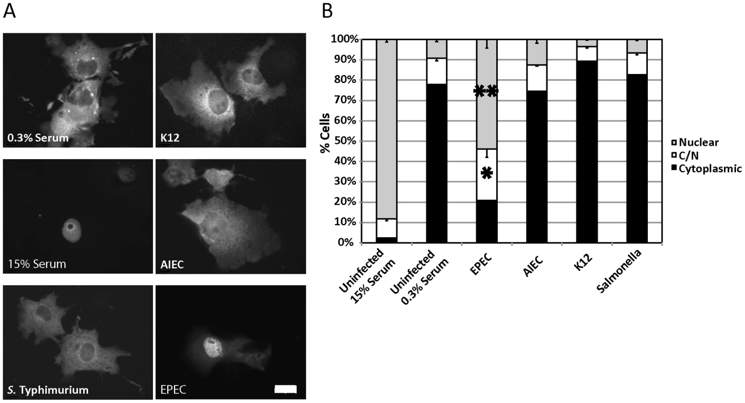 EPEC induces MAL-GFP nuclear accumulation.
