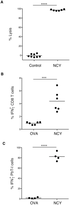 Identification of a peptide antigen (NCYDFNNI) recognized by endogenous T cells and PbT-I cells from PbA-infected mice.