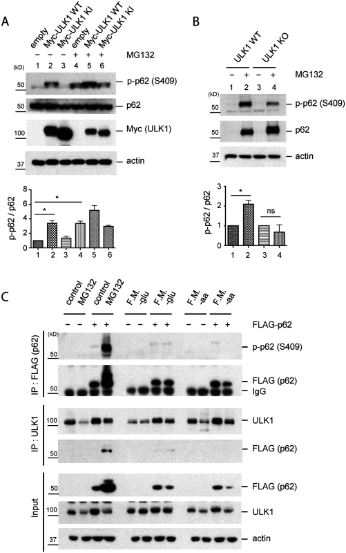 Phosphorylation of p62 at S409 is enhanced upon proteasome inhibition.