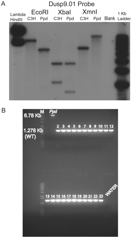 A novel DNA insertion mutation within the <i>Ppd</i> genetic interval.