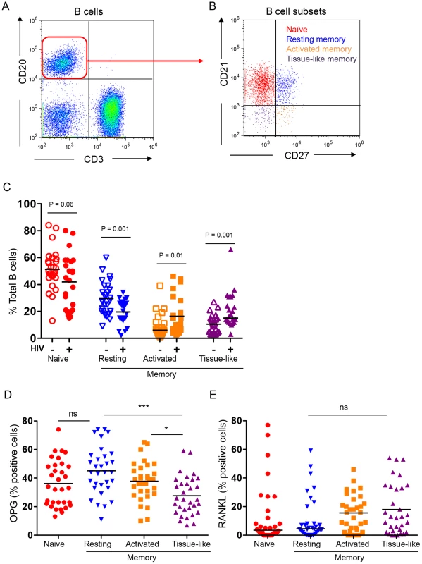 B cell subset RANKL and OPG expression in HIV-negative and HIV-positive individuals.