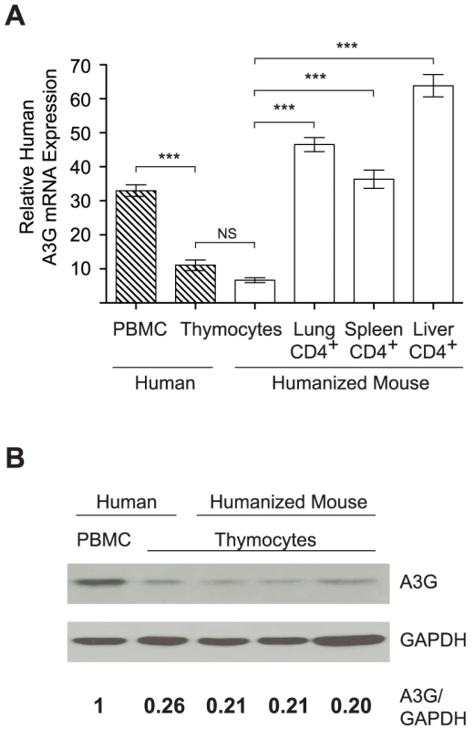 APOBEC3G expression is reduced in the thymus.