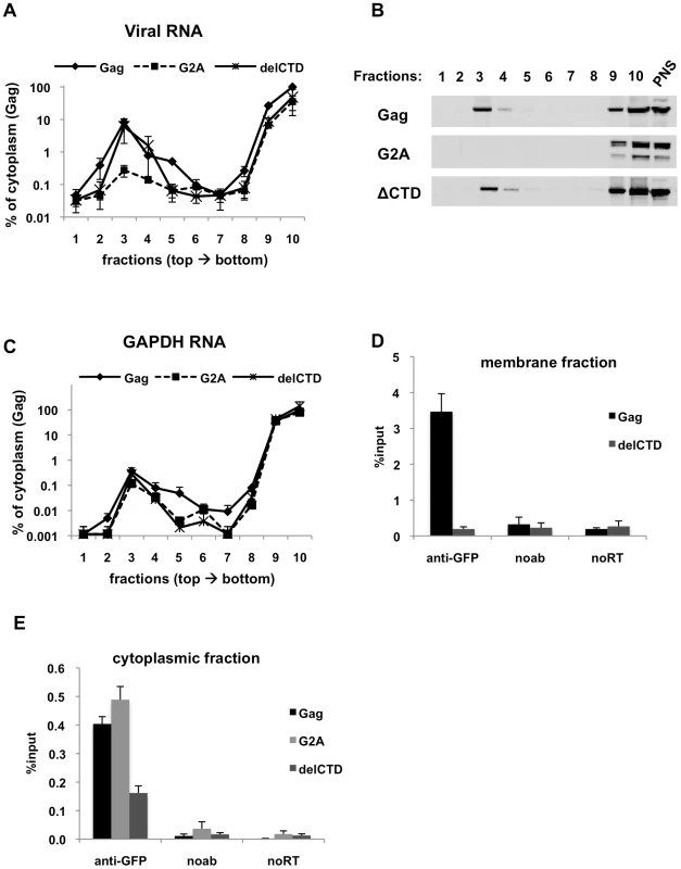 Immunoprecipitation of HIV genomic RNA from membrane and cytoplasmic fractions by Gag, G2A-Gag and Gag-delCTD.