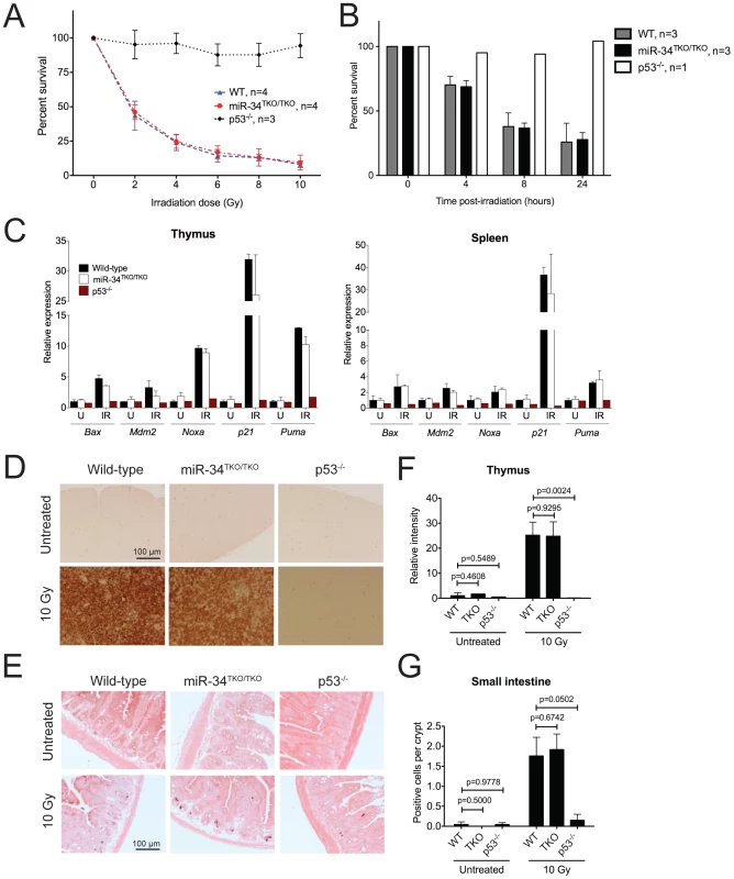p53-dependent apoptosis in thymocytes and <i>in vivo</i>.