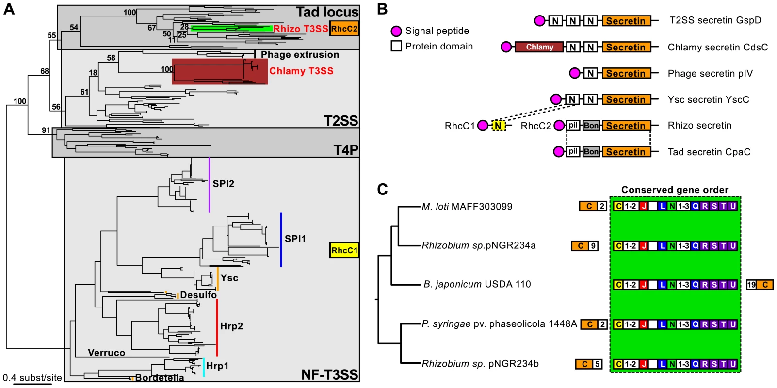 Evolutionary history, domain architecture, and genetic organization of the NF-T3SS secretins.