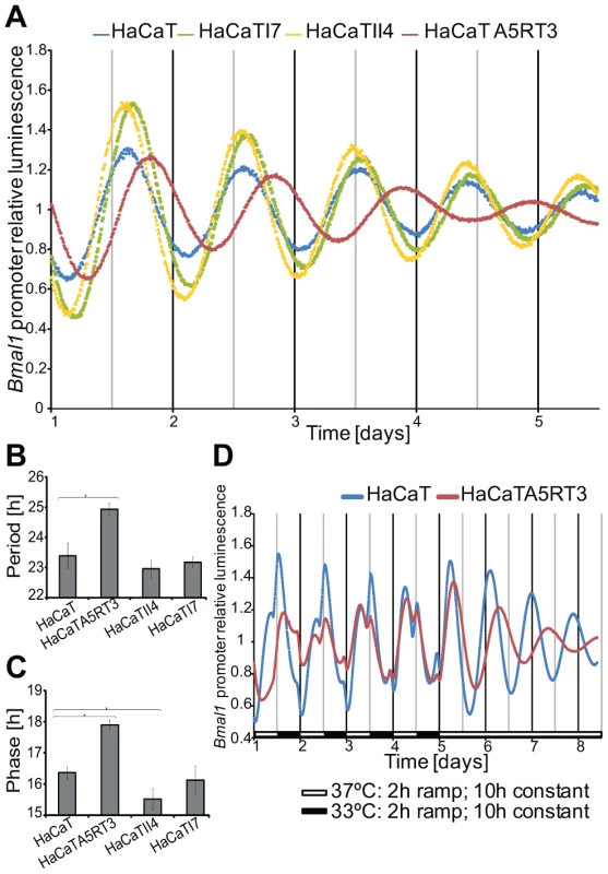 Differential circadian phenotypes of human keratinocytes and their Ras-transformed variants.
