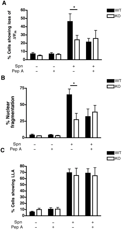 Macrophages deficient in cathepsin D show reduced apoptosis.