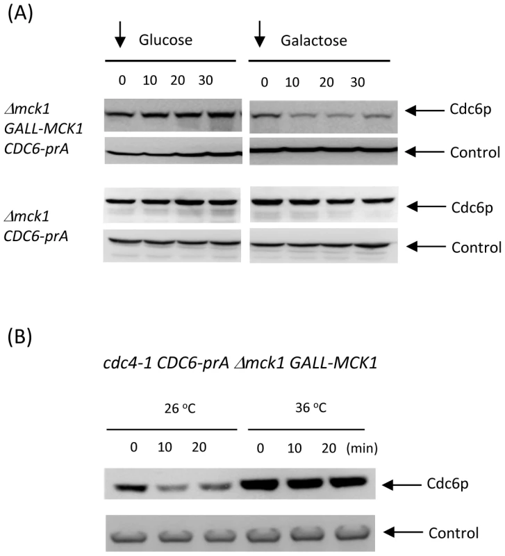 Rapid degradation of Cdc6p by Mck1p overexpression was inhibited in <i>cdc4</i> mutant.