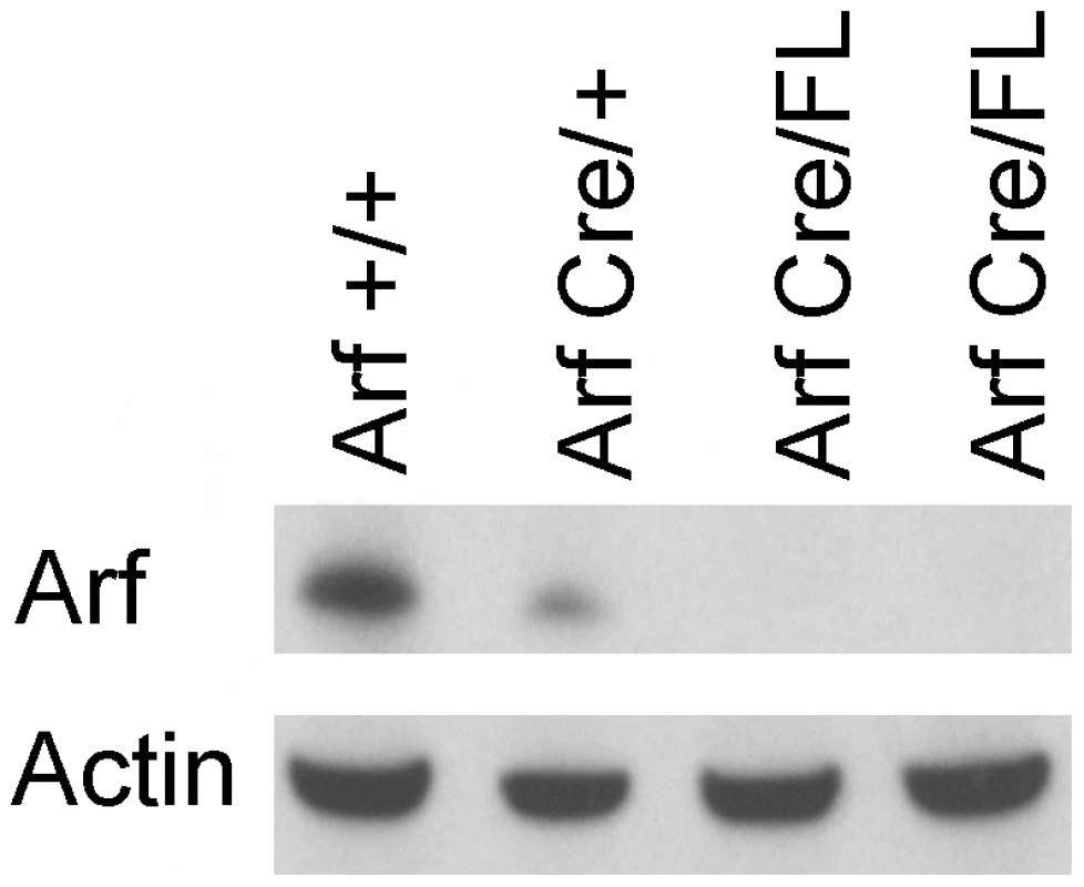 Loss of expression of p19<sup>Arf</sup> in <i>Arf</i><sup>Cre/Flox</sup> testes.