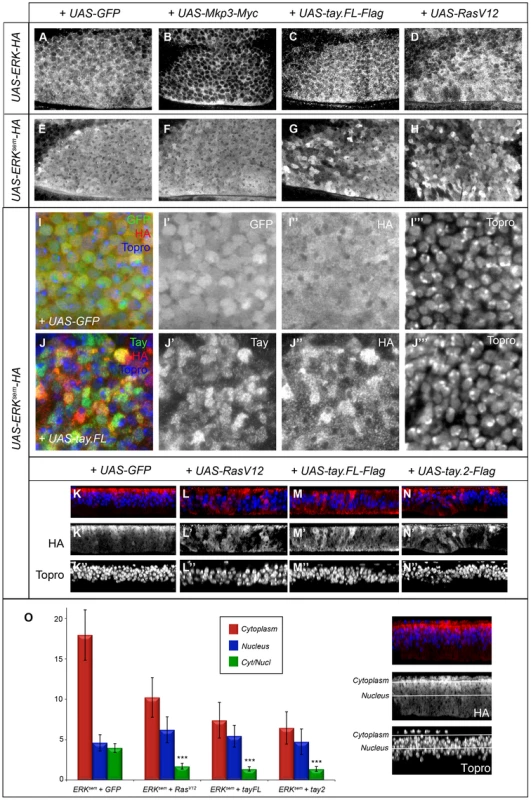 Subcellular localization of Erk in over-expression conditions.