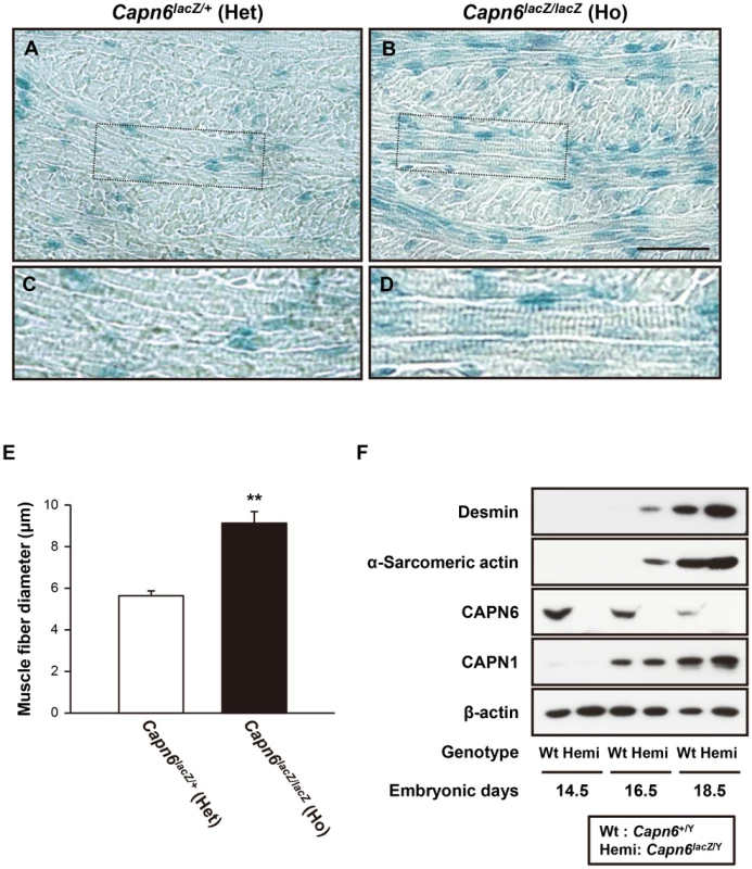 Advanced skeletal muscle development in <i>Capn6</i>-deficient embryos.