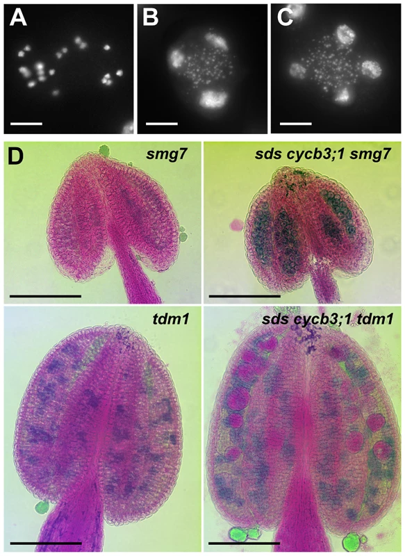 Pollen development in <i>sds cycb3;1 smg7</i> and <i>sds cycb3;1 tdm1</i> mutants.