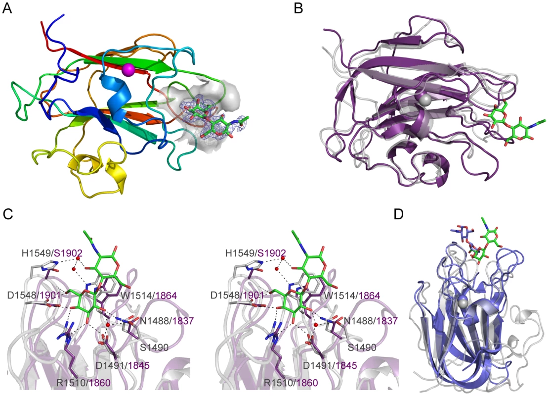 Structures of the CBM71 modules in BgaA.