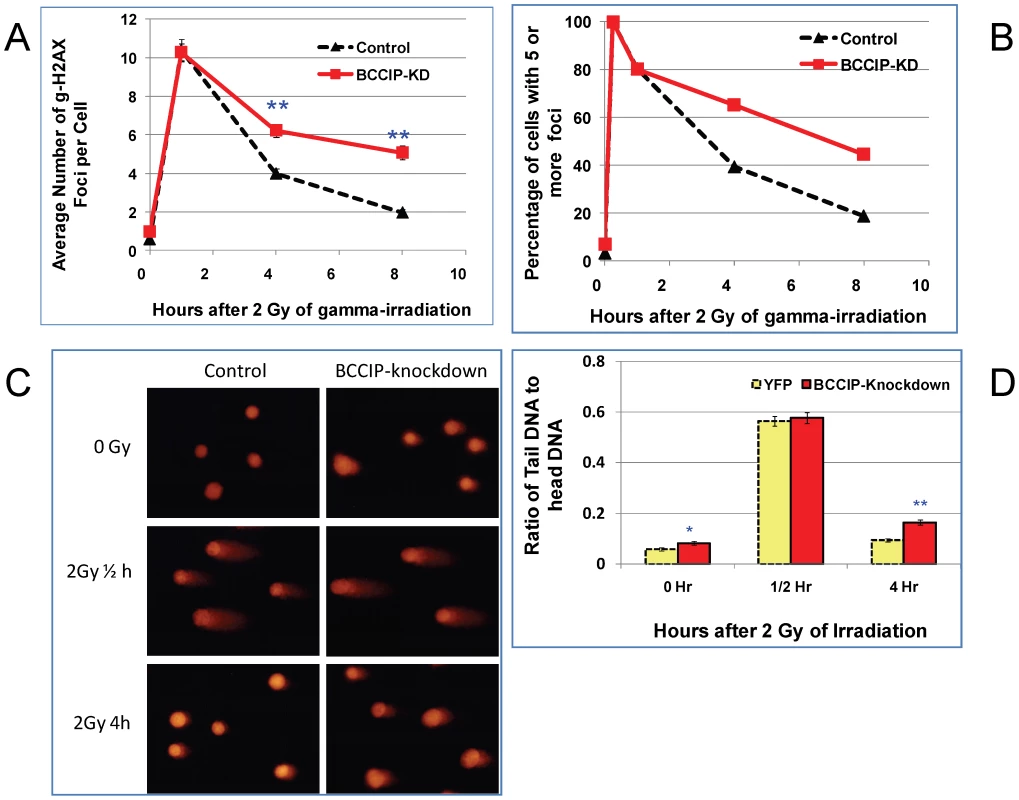 BCCIP-deficient MEF cells have impaired repair of DNA damage induced by ionizing radiation.
