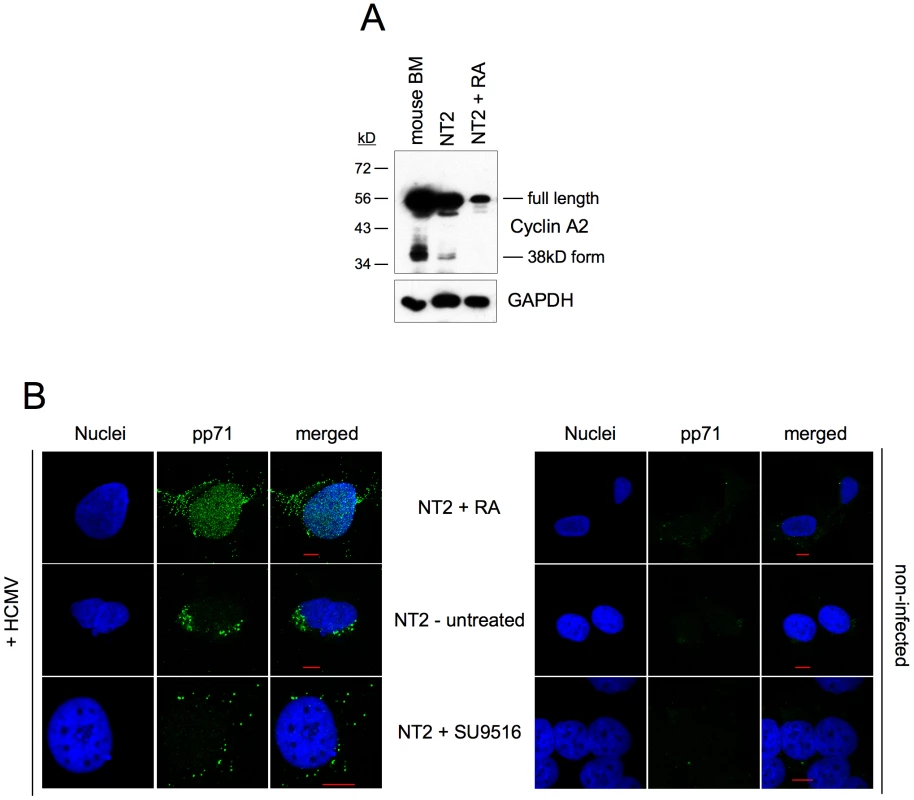 Induction of MIE gene expression by CDK inhibition does not require nuclear localization of pp71.