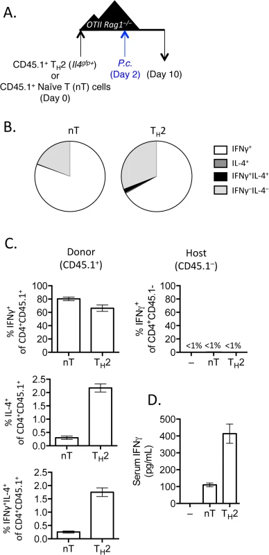 IFNγ production by Th2 cells does not depend on lymphopenia.