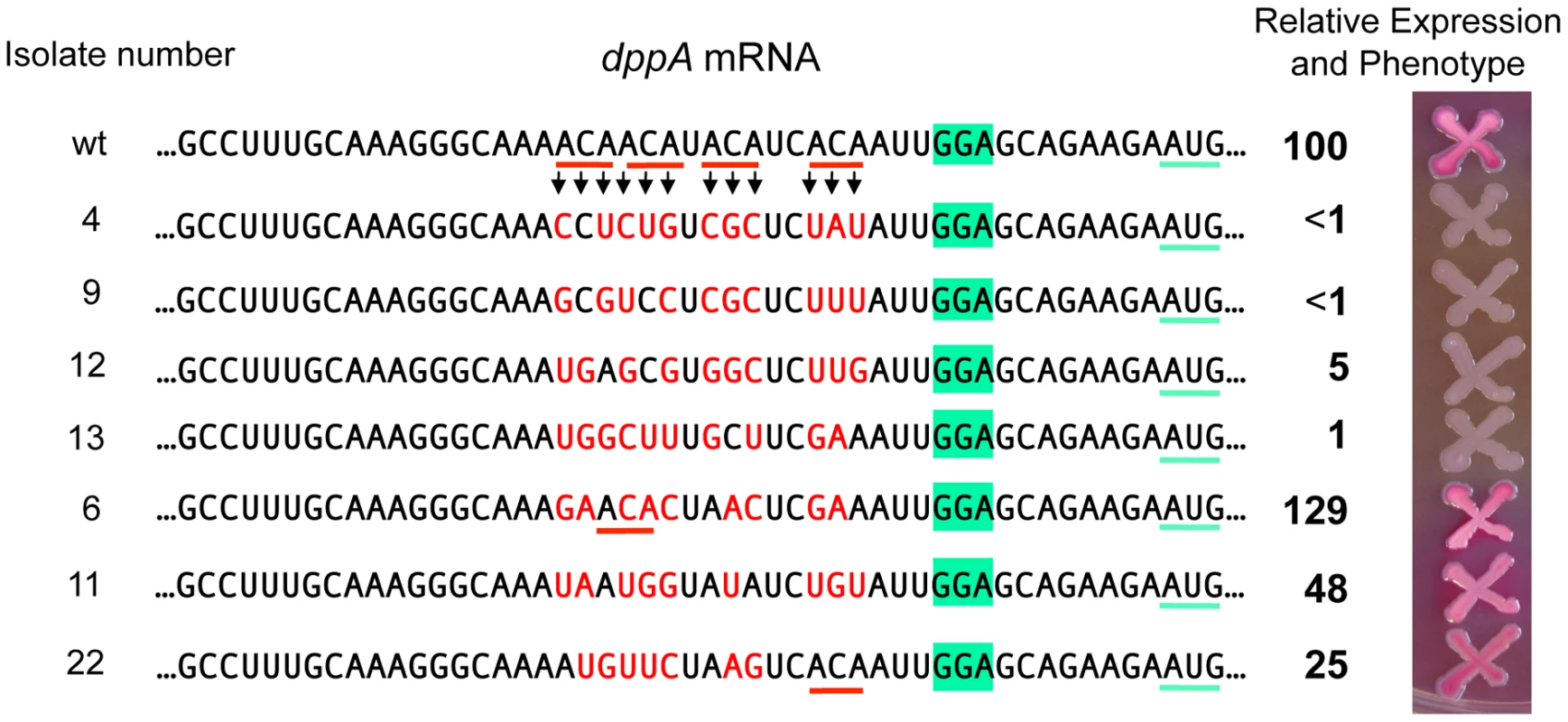 Randomizing ACA motifs in the ribosome binding site of <i>dppA</i> gene.