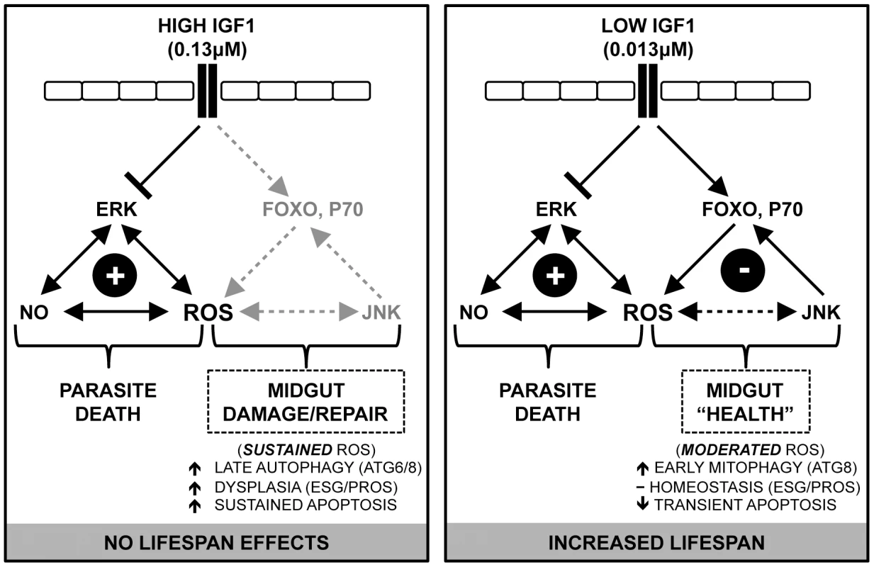Proposed model: IGF1 fine-tunes the balance of epithelial homeostasis and midgut integrity, enhancing survival and anti-parasite resistance in <i>A. stephensi</i>.