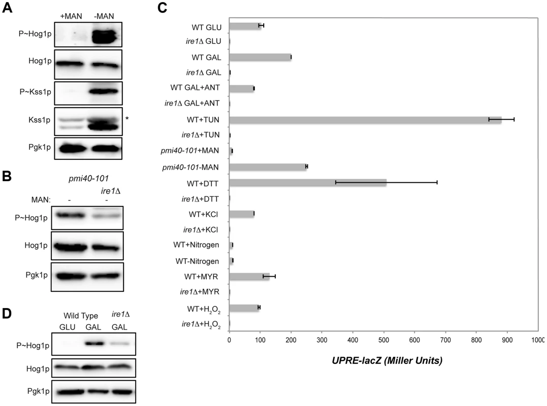 Role of the UPR in mediating HOG pathway activation during growth in galactose and in response to protein glycosylation deficiency.