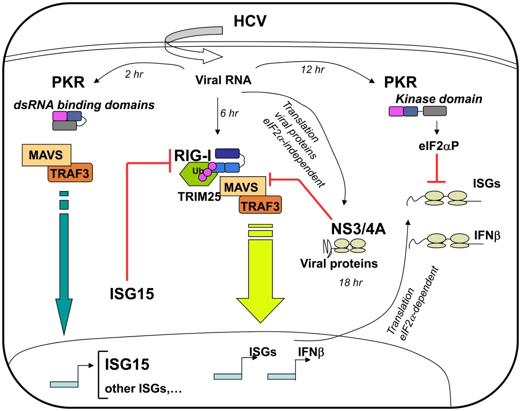 Multiple levels of control of IFN induction during HCV infection.
