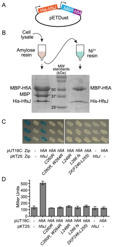 HfiA and HfsJ directly interact in vitro and in vivo.