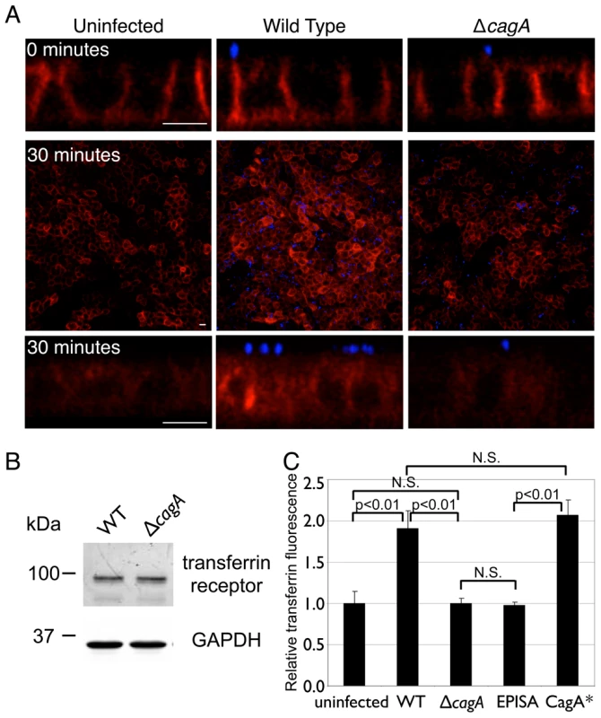 <i>Hp</i> colonization of the apical cell surface increases internalized transferrin.