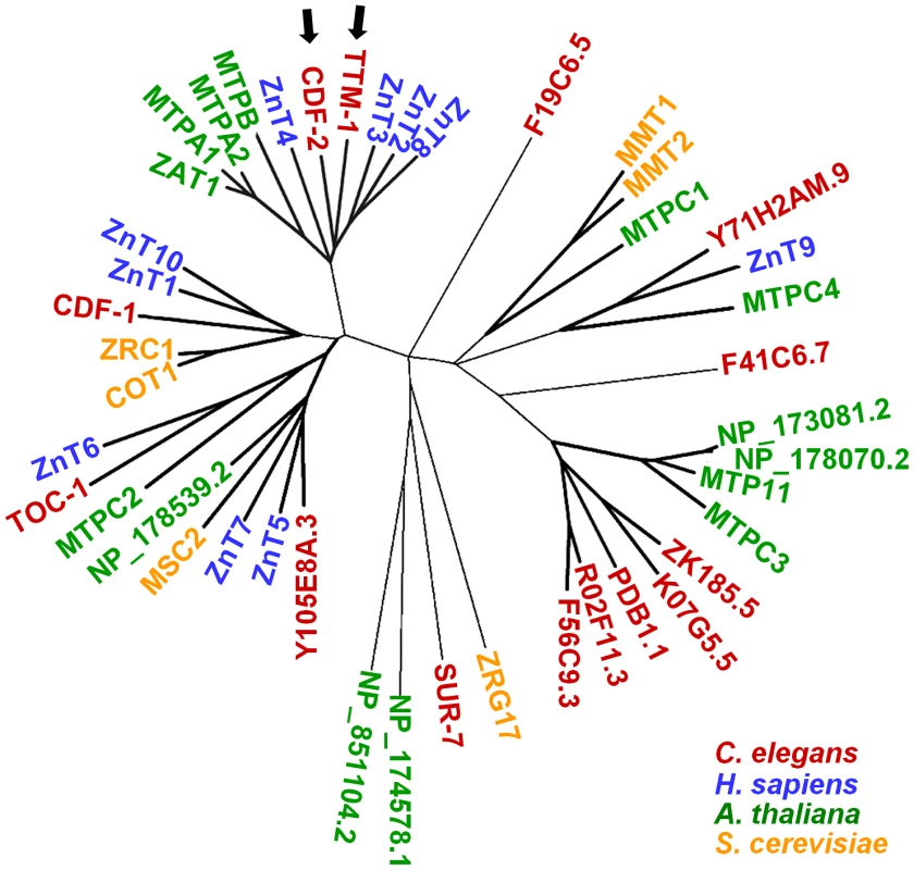 Phylogenetic tree of CDF family members.