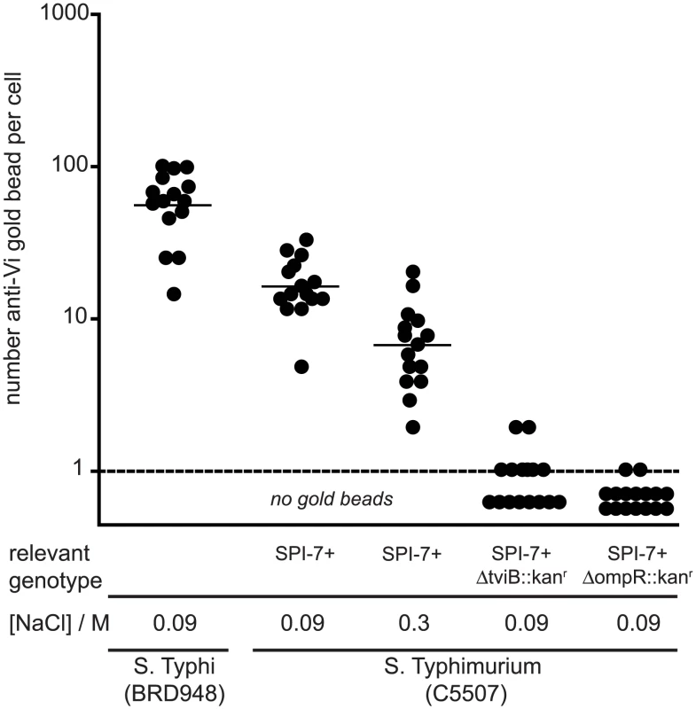 Enumeration of anti-Vi antibody immuno-gold labelling of <i>S.</i> Typhi and <i>S.</i> Typhimurium.
