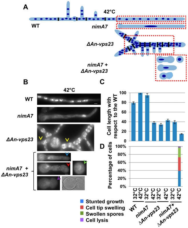 Deletion of <i>An-vps23</i> modifies the terminal phenotype of cells lacking NIMA function.