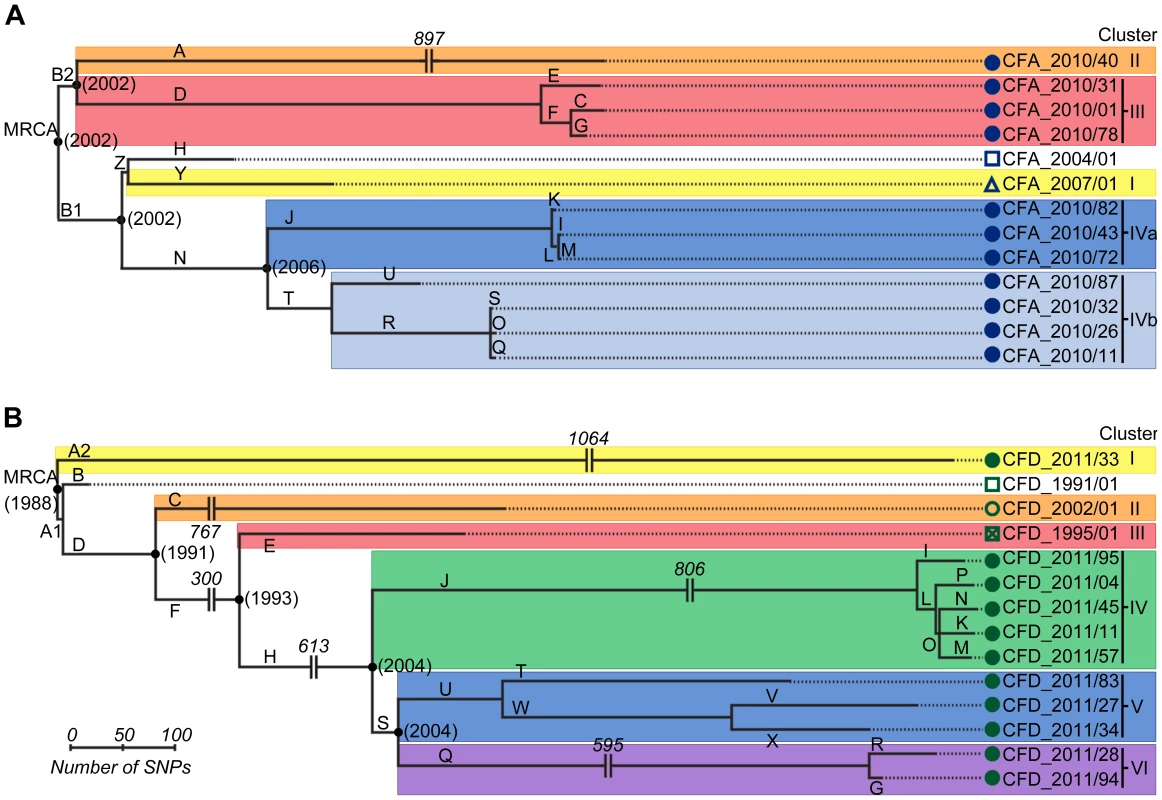 Evolutionary relationships among isolates from CFA and CFD lineages.
