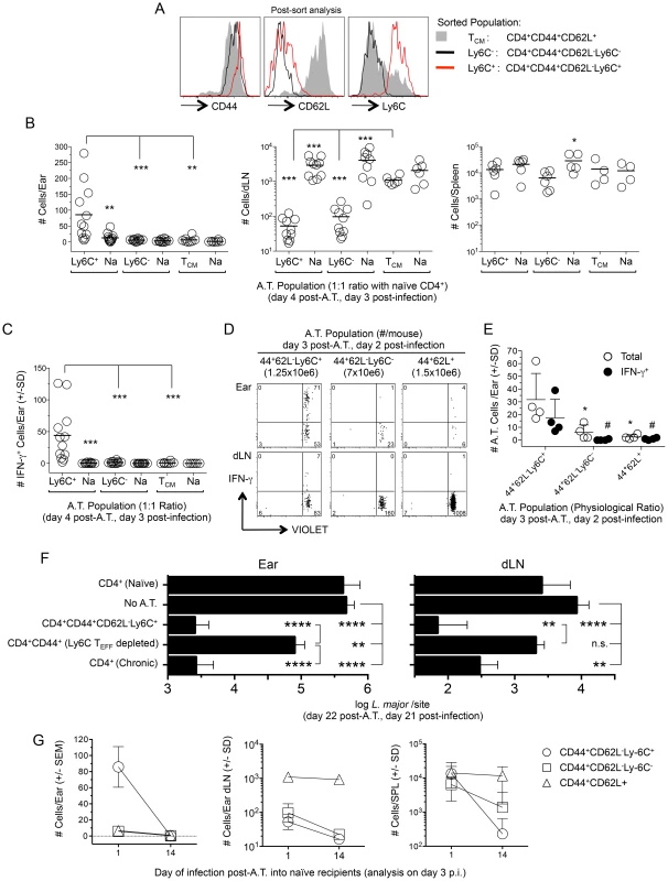 Preexisting Ly6C<sup>+</sup> cells from chronic mice migrate to the site of challenge, produce cytokine and mediate protective immunity but are short-lived in the absence of infection.