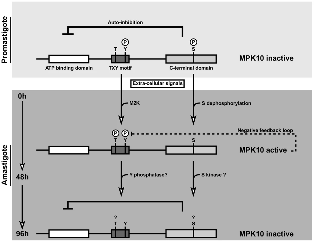 Model of MPK10 regulation based on our data.