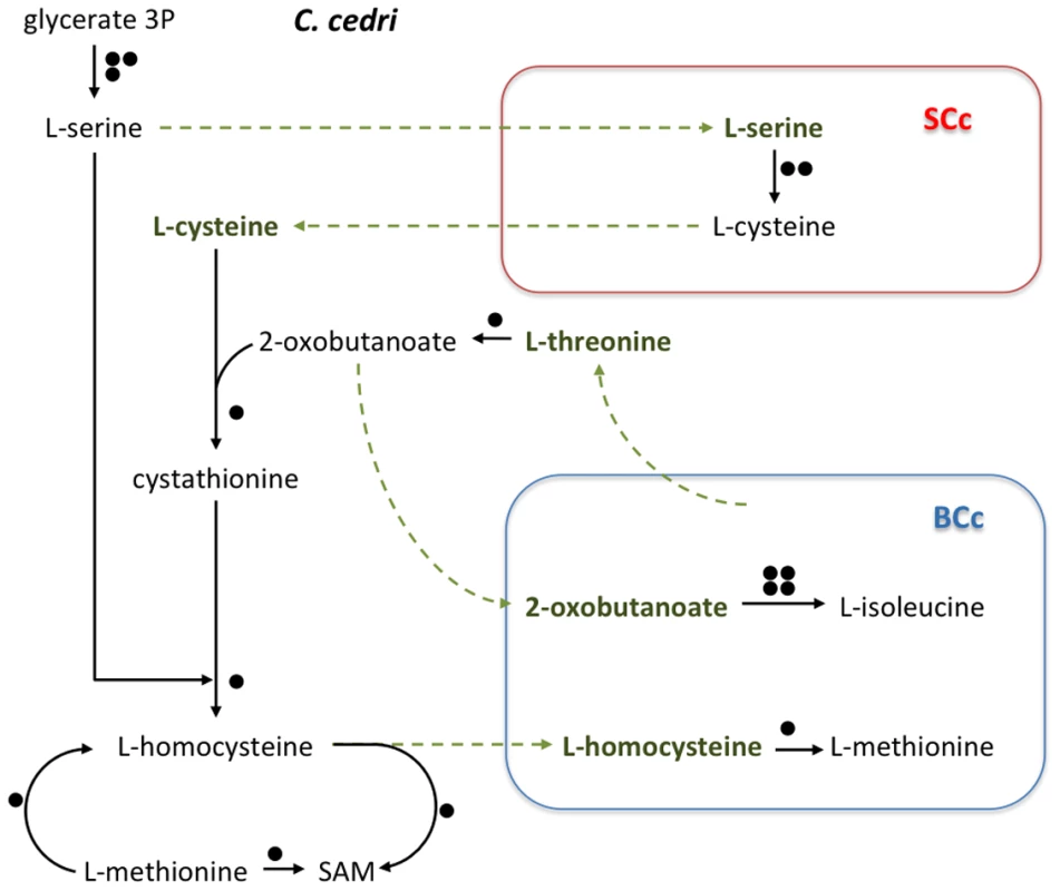 Outline of the putative synthesis of the amino acids serine, cysteine, isoleucine, and methionine by the consortium (<i>C. cedri</i>, <i>B. aphidicola</i> BCc, and <i>S. symbiotica</i> SCc).