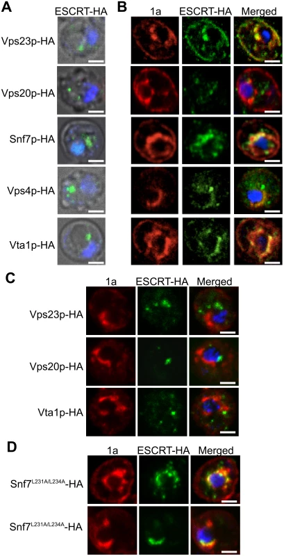 Snf7p relocalizes with other ESCRT components to the site of BMV RNA replication.