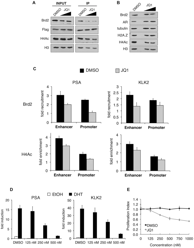 In vitro and in vivo effects of bromodomain inhibition by JQ1 treatment.
