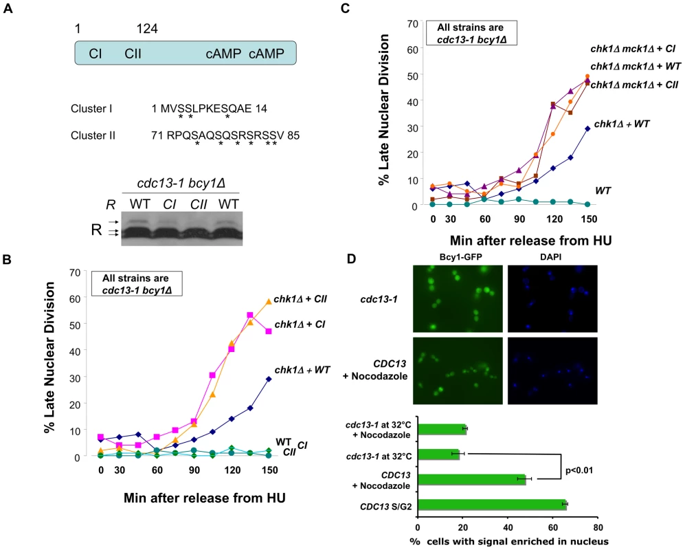 R subunit phosphorylation defective mutants enhanced the DNA damage checkpoint defect of <i>chk1Δ</i> cells.